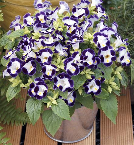 foto van een variëteit aan bloemen, te gebruiken als: Potplant, perkplant, patioplant Torenia Duchess Blue&White Imp