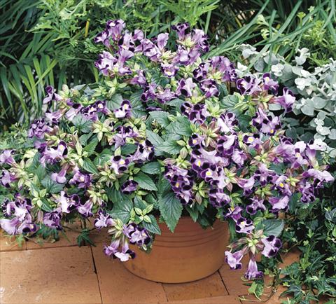 foto van een variëteit aan bloemen, te gebruiken als: Potplant, perkplant, patioplant Torenia Duchess Light Blue