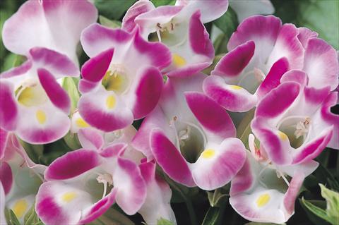foto van een variëteit aan bloemen, te gebruiken als: Potplant, perkplant, patioplant Torenia Duchess Pink Imp