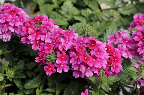 foto van een variëteit aan bloemen, te gebruiken als: Potplant, patioplant, korfplant Verbena Shangri-La® Pink Improved