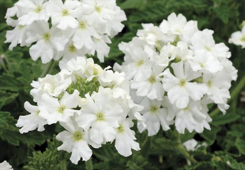 foto van een variëteit aan bloemen, te gebruiken als: Potplant, patioplant, korfplant Verbena Shangri-La® White Improved