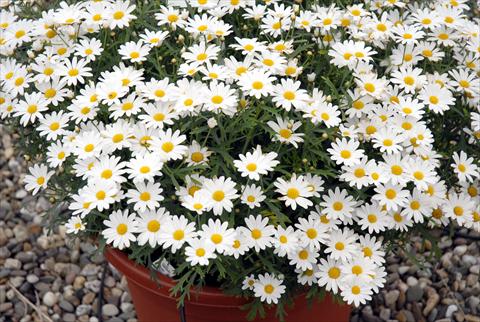 foto van een variëteit aan bloemen, te gebruiken als: Pot - en perkplant Argyranthemum frutescens Honey Star Bianco
