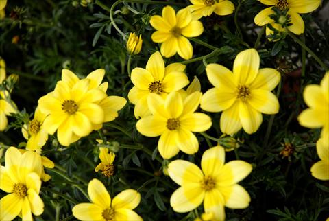 foto van een variëteit aan bloemen, te gebruiken als: Potplant, perkplant, patioplant, korfplant Bidens ferulifolia Summerlovers Lemon Star