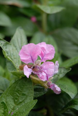 foto van een variëteit aan bloemen, te gebruiken als: Pot Cuphea ilavea Vienco Purple Pink