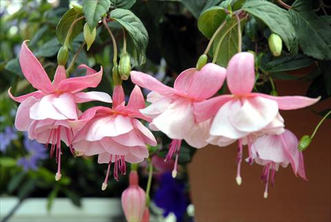 foto van een variëteit aan bloemen, te gebruiken als: Korf / Pot Fuchsia Pink Galore