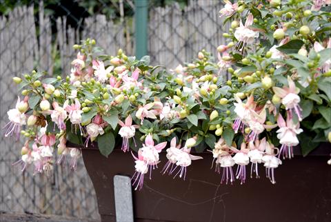 foto van een variëteit aan bloemen, te gebruiken als: Pot Fuchsia Summermelody Orient point