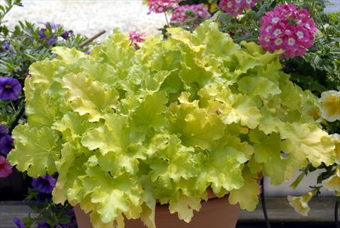 foto van een variëteit aan bloemen, te gebruiken als: Potplant, perkplant, patioplant Heuchera Lime Rickey