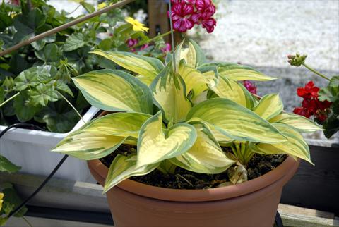 foto van een variëteit aan bloemen, te gebruiken als: Potplant, perkplant, patioplant Hosta Grate Erection