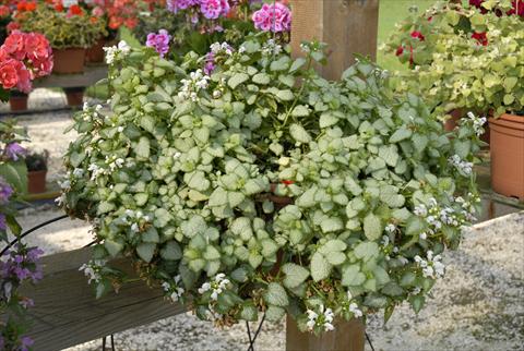 foto van een variëteit aan bloemen, te gebruiken als: Potplant, patioplant, korfplant Lamiastrum White Nancy