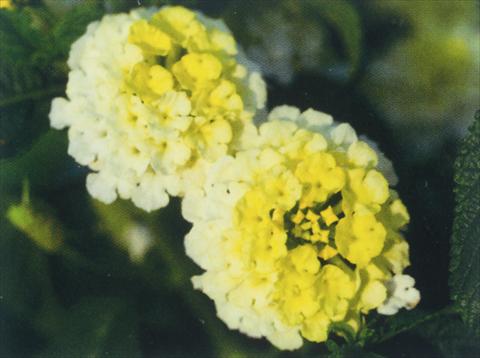 foto van een variëteit aan bloemen, te gebruiken als: Potplant, perkplant, patioplant Lantana camara Simon Lemon