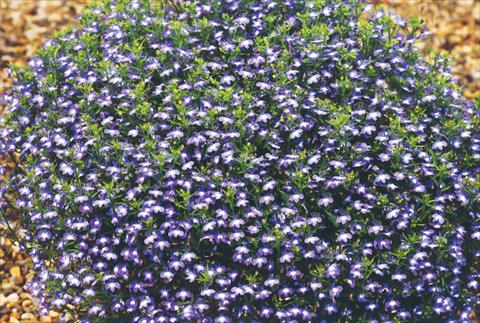 foto van een variëteit aan bloemen, te gebruiken als: Potplant, perkplant, patioplant, korfplant Lobelia hybrida Suntropics Blue