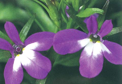 foto van een variëteit aan bloemen, te gebruiken als: Potplant, perkplant, patioplant, korfplant Lobelia richardii Purple Angel