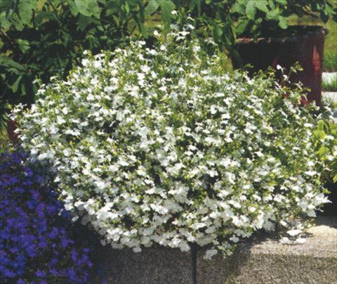 foto van een variëteit aan bloemen, te gebruiken als: Potplant, perkplant, patioplant, korfplant Lobelia richardii White Angel