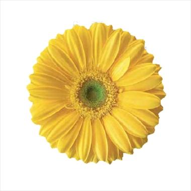 foto van een variëteit aan bloemen, te gebruiken als: Snijbloemen Gerbera jamesonii Yellow Magic