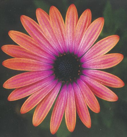 foto van een variëteit aan bloemen, te gebruiken als: Pot - en perkplant Osteospermum Impassion Orange Pink