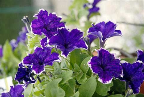 foto van een variëteit aan bloemen, te gebruiken als: Potplant, perkplant, patioplant, korfplant Petunia Sunpleasure Happy Evita Blu-White