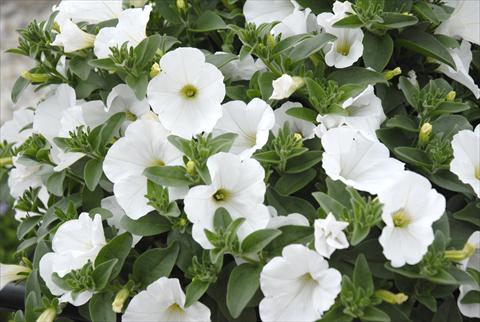 foto van een variëteit aan bloemen, te gebruiken als: Potplant, perkplant, patioplant, korfplant Petunia Sunpleasure Pure White Patio Bianco