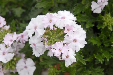 foto van een variëteit aan bloemen, te gebruiken als: Perkplant, potplant of korfplant Verbena Velox Soft Pink
