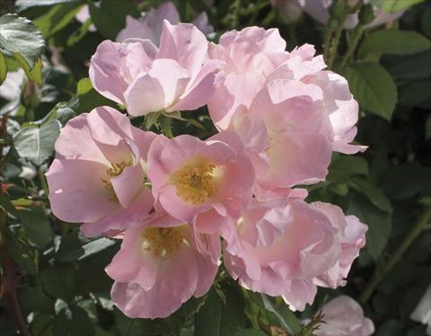 foto van een variëteit aan bloemen, te gebruiken als: Pot - en perkplant Rosa paesaggistica Alaska®