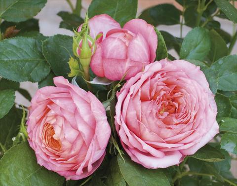 foto van een variëteit aan bloemen, te gebruiken als: Pot - en perkplant Rosa paesaggistica Candia® Romantica®