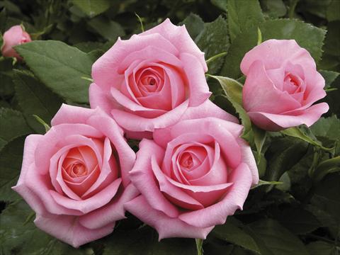 foto van een variëteit aan bloemen, te gebruiken als: Pot - en perkplant Rosa paesaggistica Candy Meillandina® Plus