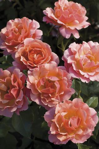 foto van een variëteit aan bloemen, te gebruiken als: Pot - en perkplant Rosa floribunda Charleston®