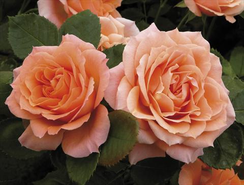 foto van een variëteit aan bloemen, te gebruiken als: Pot - en perkplant Rosa paesaggistica Colibri® Meillandina® Plus