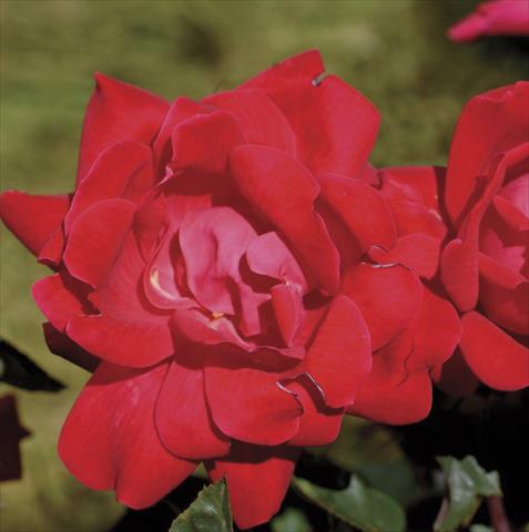 foto van een variëteit aan bloemen, te gebruiken als: Pot - en perkplant Rosa paesaggistica Double Knock Out®