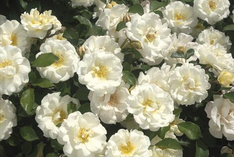 foto van een variëteit aan bloemen, te gebruiken als: Pot - en perkplant Rosa paesaggistica Ivory Drift®