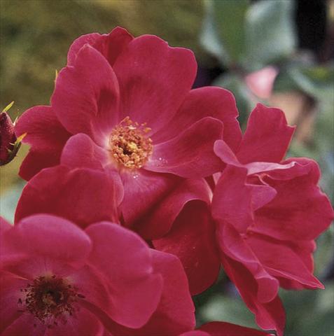 foto van een variëteit aan bloemen, te gebruiken als: Pot - en perkplant Rosa paesaggistica Knock Out®