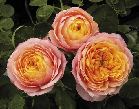 foto van een variëteit aan bloemen, te gebruiken als: Pot - en perkplant Rosa paesaggistica Mango® Romantica®