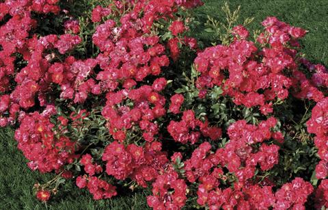 foto van een variëteit aan bloemen, te gebruiken als: Pot - en perkplant Rosa paesaggistica Nature® Meidiland®