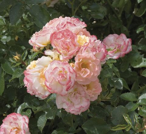 foto van een variëteit aan bloemen, te gebruiken als: Pot - en perkplant Rosa paesaggistica Peach Compact Meidiland®