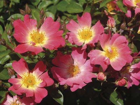 foto van een variëteit aan bloemen, te gebruiken als: Pot - en perkplant Rosa paesaggistica Pink Drift®