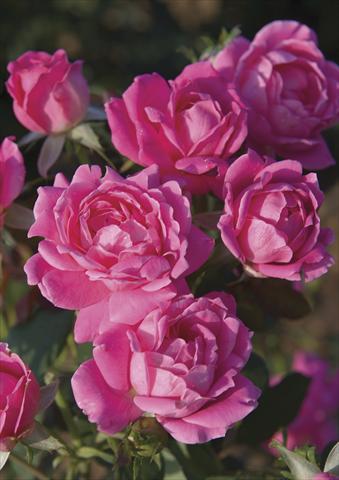 foto van een variëteit aan bloemen, te gebruiken als: Pot - en perkplant Rosa paesaggistica Pink Double Knock Out®