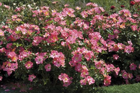foto van een variëteit aan bloemen, te gebruiken als: Pot - en perkplant Rosa paesaggistica Pretty® Girl Meidiland®