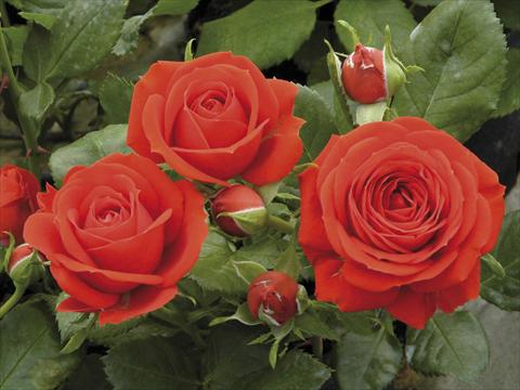 foto van een variëteit aan bloemen, te gebruiken als: Pot - en perkplant Rosa paesaggistica Red Meillandina® Plus