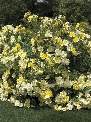 foto van een variëteit aan bloemen, te gebruiken als: Pot - en perkplant Rosa paesaggistica Yellow Meidiland®