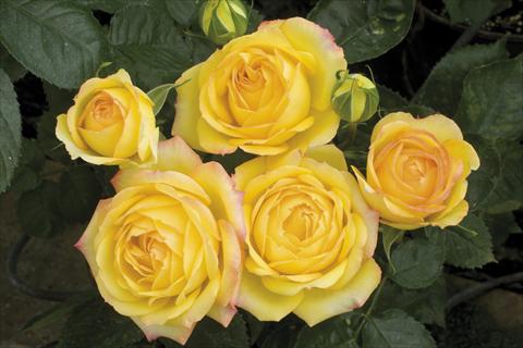 foto van een variëteit aan bloemen, te gebruiken als: Pot - en perkplant Rosa paesaggistica Yellow Meillandina® Plus