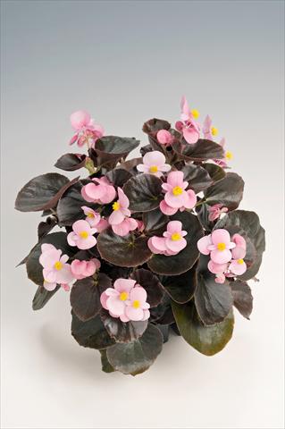 foto van een variëteit aan bloemen, te gebruiken als: Pot - en perkplant Begonia semperflorens Cocktail® Brandy Improved