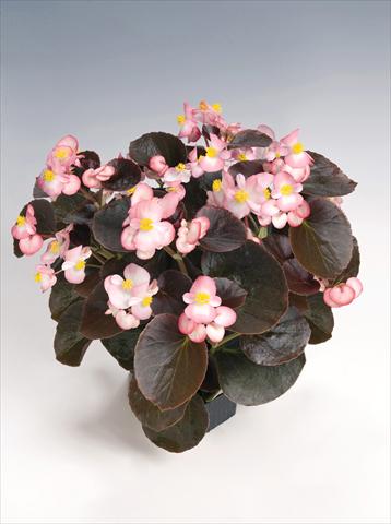 foto van een variëteit aan bloemen, te gebruiken als: Pot - en perkplant Begonia semperflorens Nightlife Blush