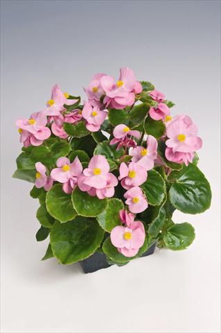foto van een variëteit aan bloemen, te gebruiken als: Pot - en perkplant Begonia semperflorens Super Olympia® Pink Improved
