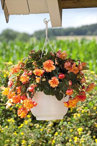 foto van een variëteit aan bloemen, te gebruiken als: Potplant, patioplant, korfplant Begonia tuberhybrida Illumination® Golden Picotee