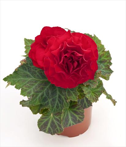 foto van een variëteit aan bloemen, te gebruiken als: Potplant, perkplant, patioplant Begonia tuberhybrida New Star® Red
