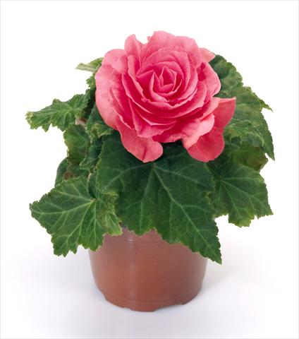 foto van een variëteit aan bloemen, te gebruiken als: Potplant, perkplant, patioplant Begonia tuberhybrida New Star® Rose
