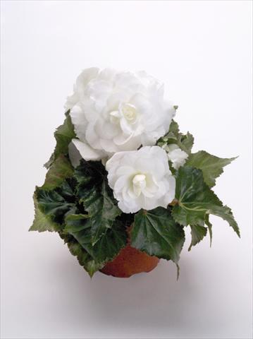 foto van een variëteit aan bloemen, te gebruiken als: Potplant, perkplant, patioplant Begonia tuberhybrida New Star® White