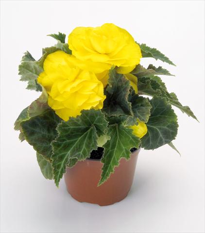 foto van een variëteit aan bloemen, te gebruiken als: Potplant, perkplant, patioplant Begonia tuberhybrida New Star® Yellow