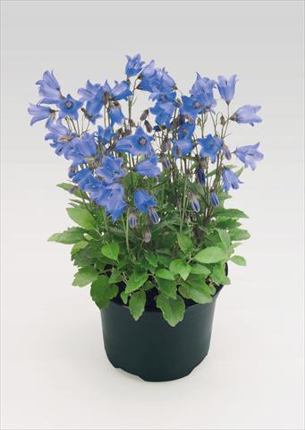 foto van een variëteit aan bloemen, te gebruiken als: Pot Campanula cochleariifolia Alpine Breeze Blue