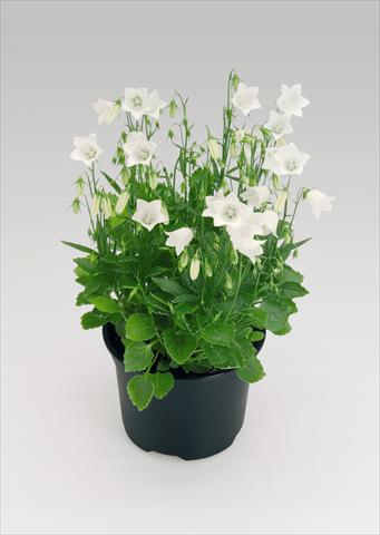foto van een variëteit aan bloemen, te gebruiken als: Pot Campanula cochleariifolia Alpine Breeze White