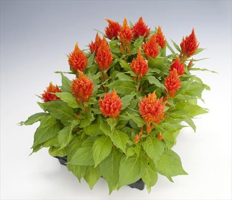 foto van een variëteit aan bloemen, te gebruiken als: Pot Celosia plumosa Glorious Orange